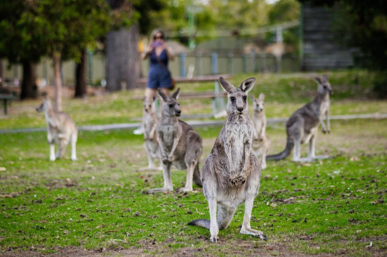 Yha Grampians Eco, Halls Gap Zewnętrze zdjęcie