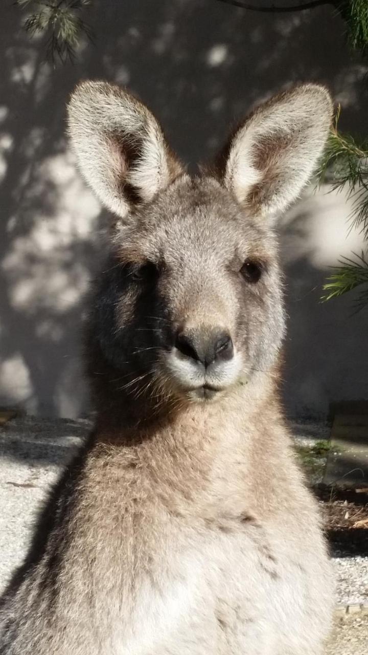 Yha Grampians Eco, Halls Gap Zewnętrze zdjęcie