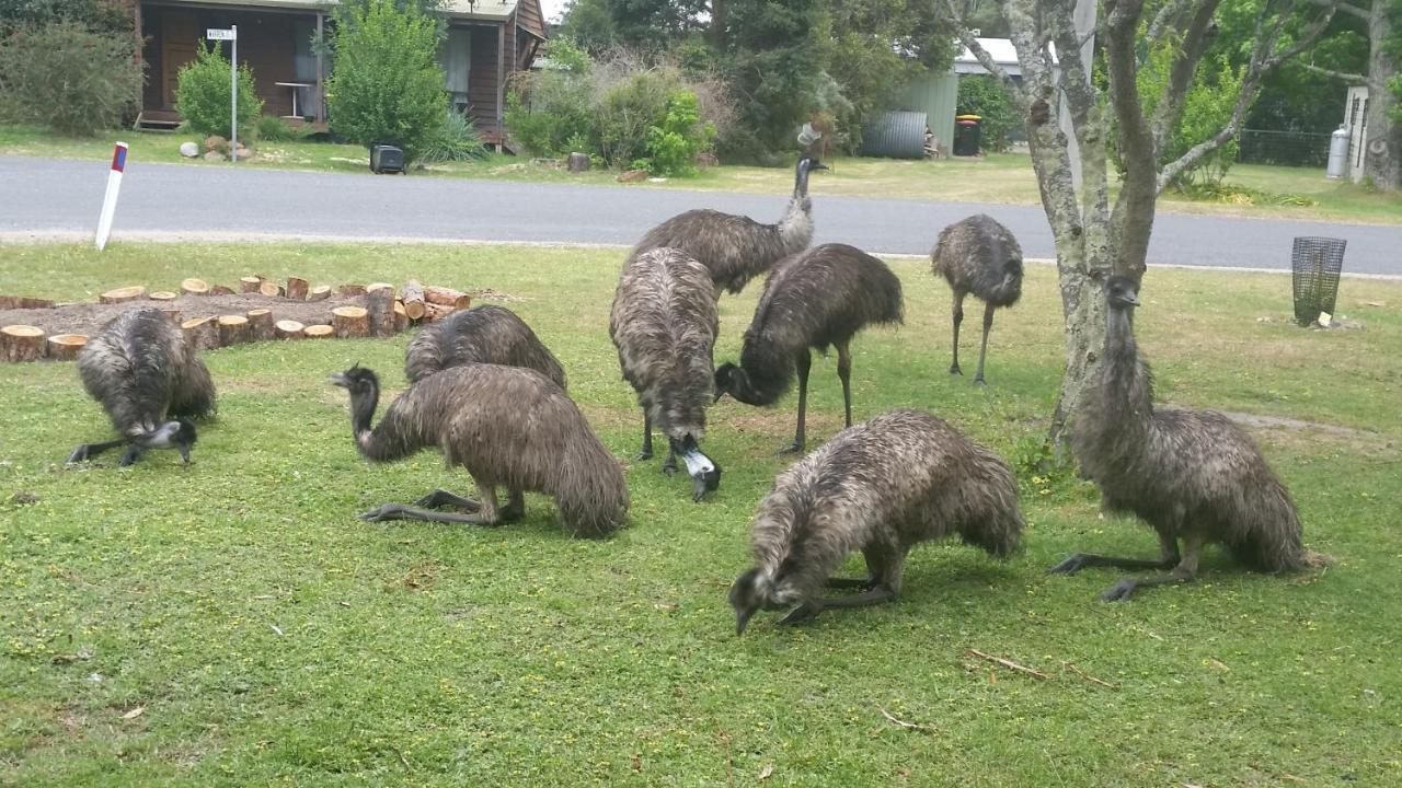 Yha Grampians Eco, Halls Gap Zewnętrze zdjęcie